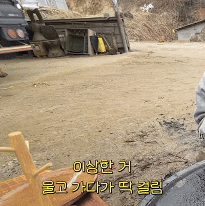 댕댕이 삥뜯는 주인 | 인스티즈