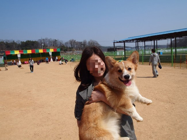 개알못이 생각한 웰시코기 크기와 실제크기.jpg | 인스티즈