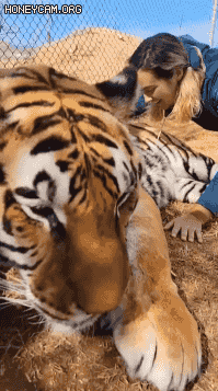 순하게 생긴 노란 줄무늬 고양이🐯 | 인스티즈