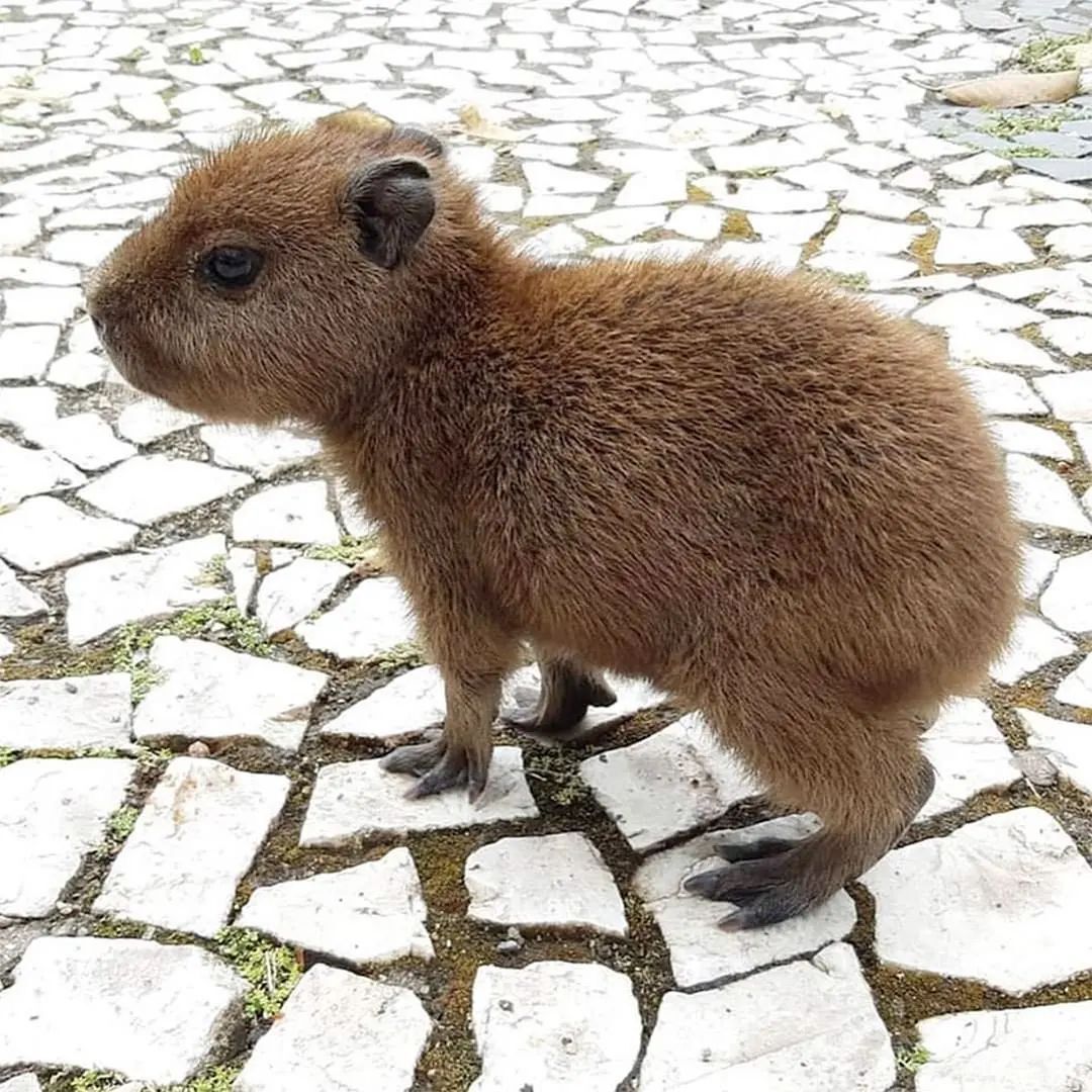 아기 카피바라 | 인스티즈