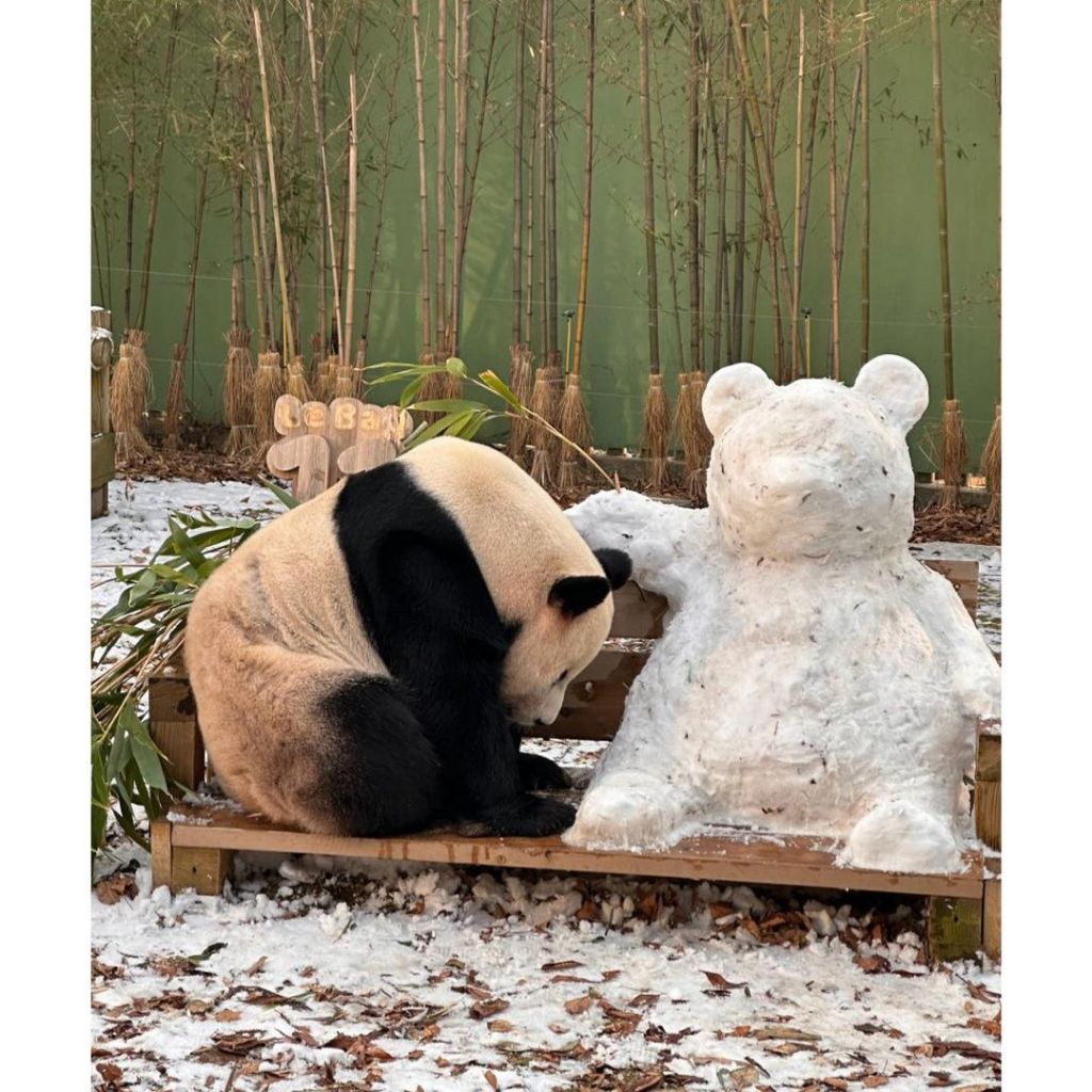 러바오는 나야 둘이 될 순 없어 | 인스티즈