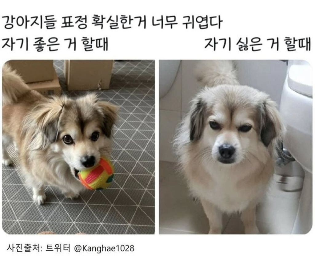 개 키우면 보이는 표정.jpg | 인스티즈