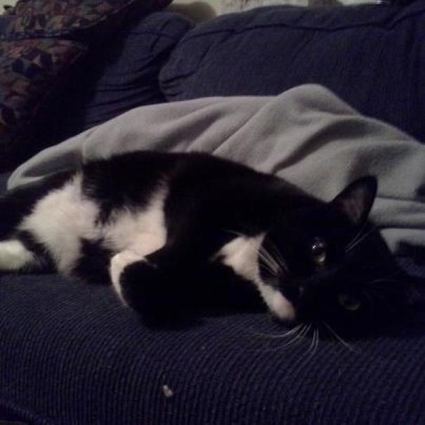 독특한 털 무늬를 가진 고양이들.jpg | 인스티즈