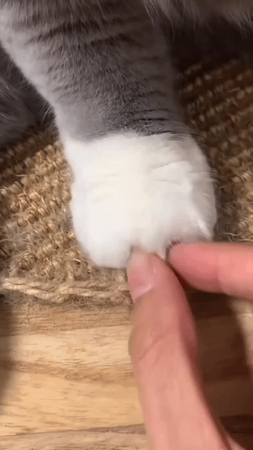고양이 | 인스티즈