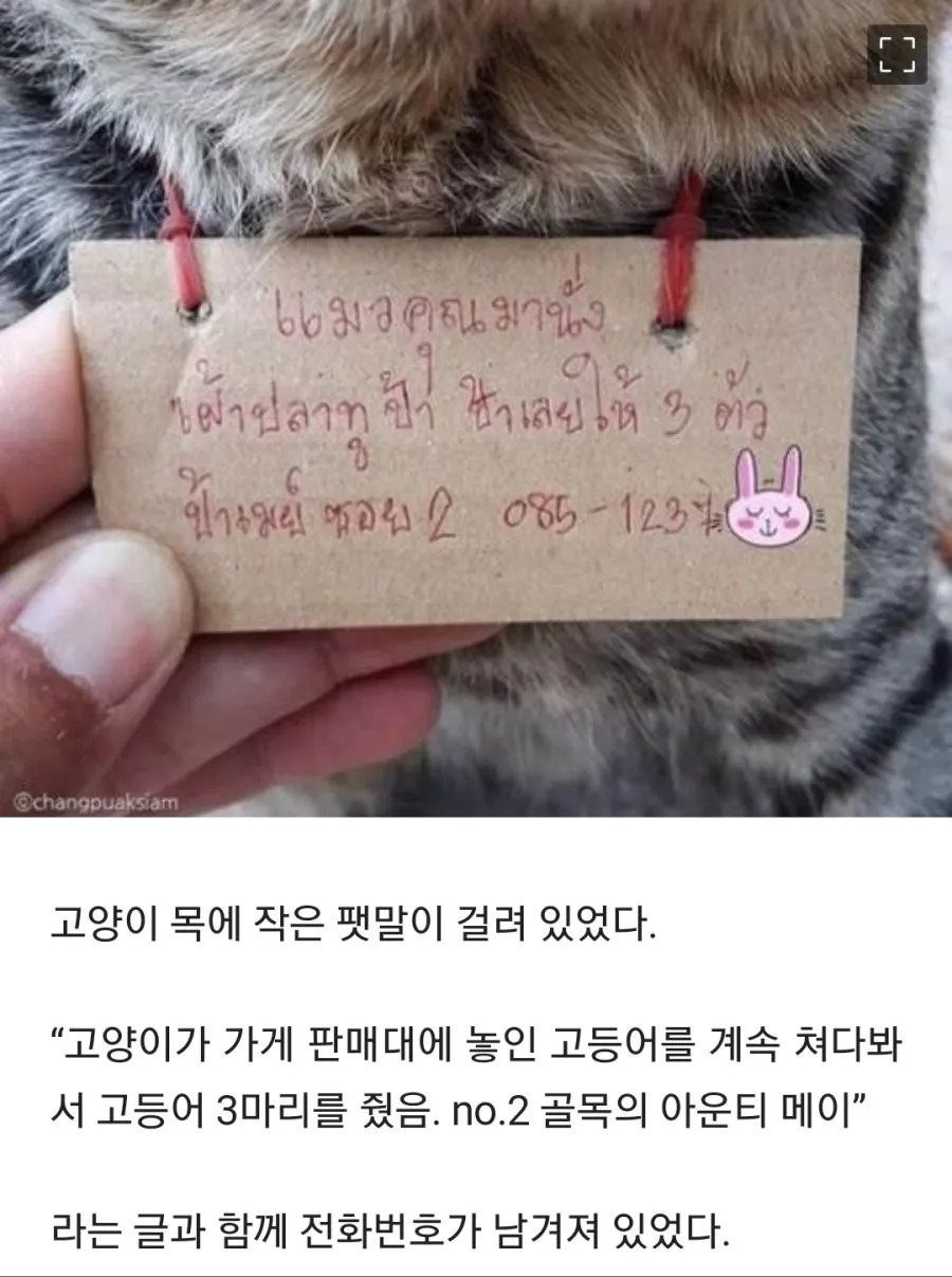 가출했다가 빚지고 돌아온 고양이 | 인스티즈