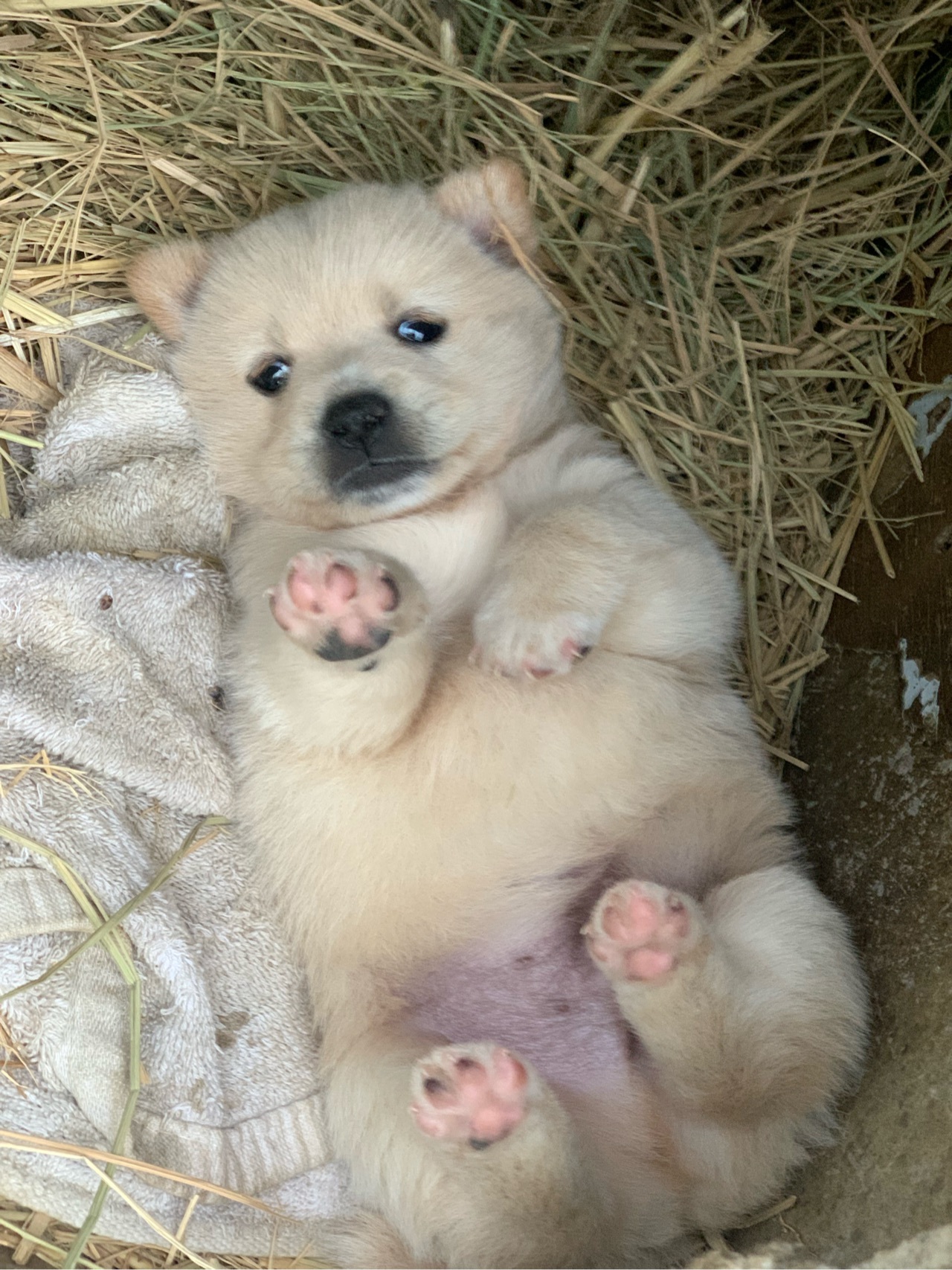 잠드는 강아지.jpg | 인스티즈