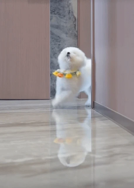 도도하게 걷는 강아지 | 인스티즈