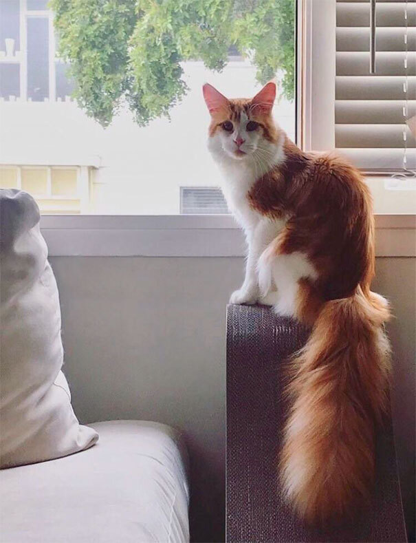 독특한 털 무늬를 가진 고양이들.jpg | 인스티즈