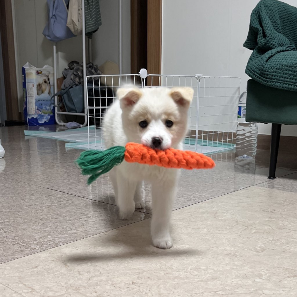 강아지 처음 키워본 엄마의 실수 | 인스티즈