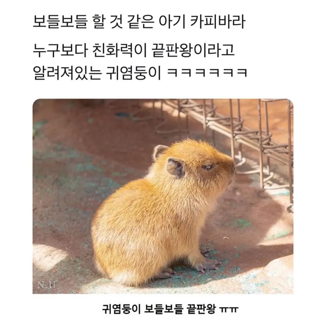 아기 카피바라 | 인스티즈