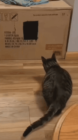 그림 하나로 고양이 속이기.gif | 인스티즈