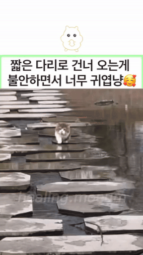 짧은 다리로 야무지게 징검 다리 건너는 뚱냥이 | 인스티즈