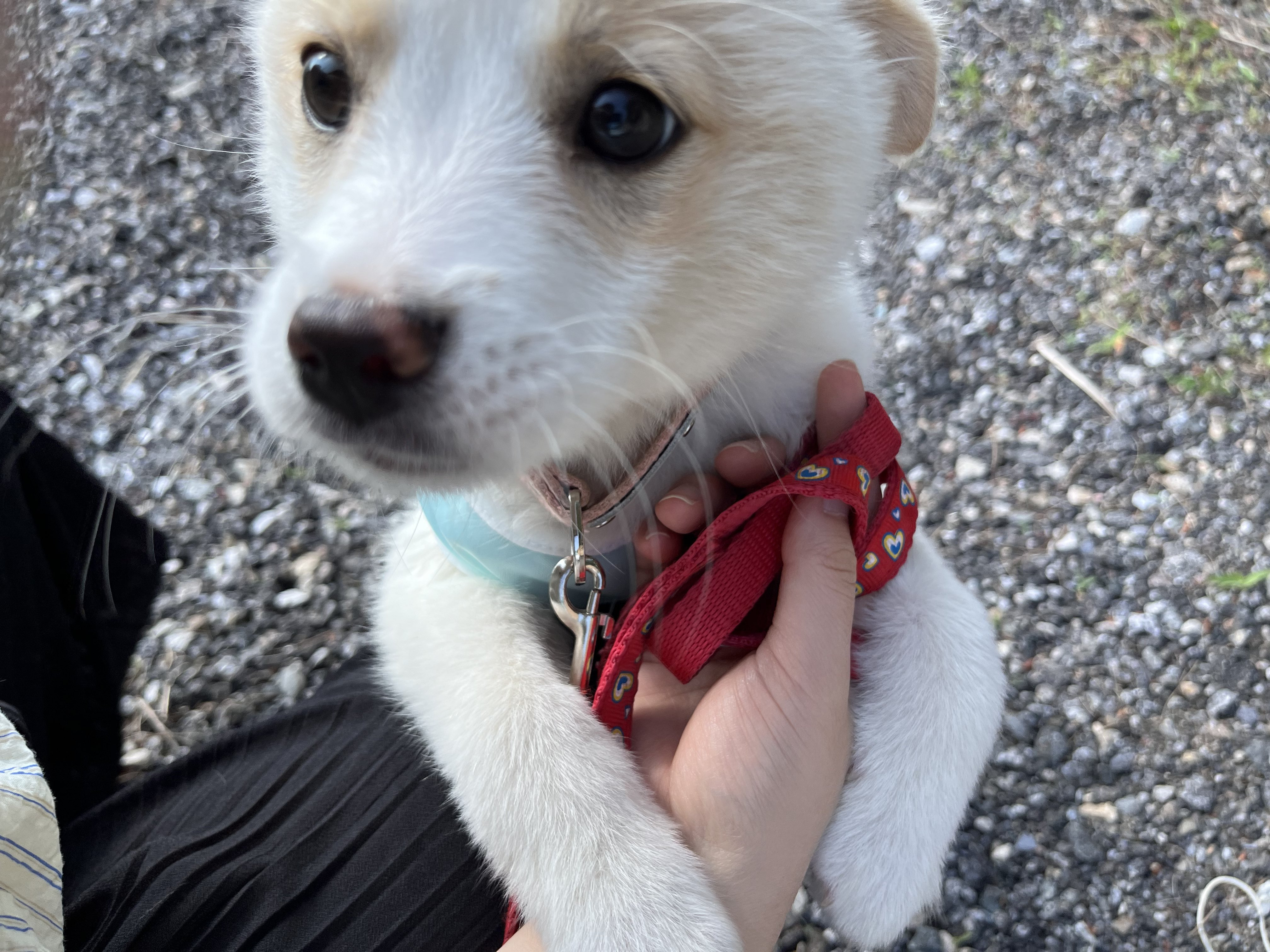 강아지 처음 키워본 엄마의 실수 | 인스티즈