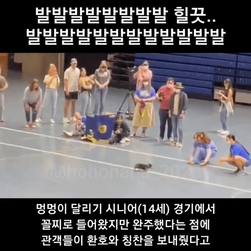강아지 달리기대회 시니어(14세)경기 꼴찌를 환호해주는 사람들 | 인스티즈