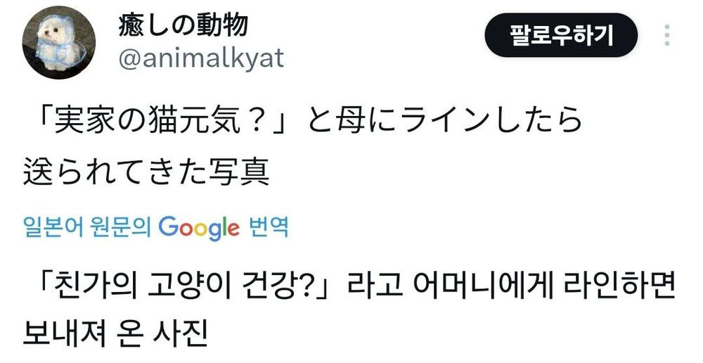 친가의 고양이는 건강하게 잘 있어? | 인스티즈