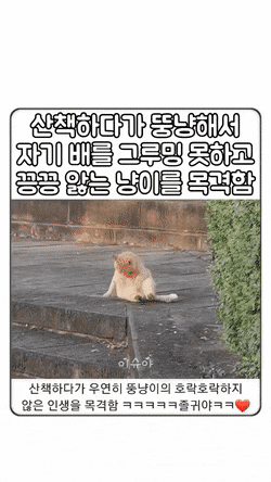 묘생이 호락호락하지 않은 뚱냥이.gif | 인스티즈