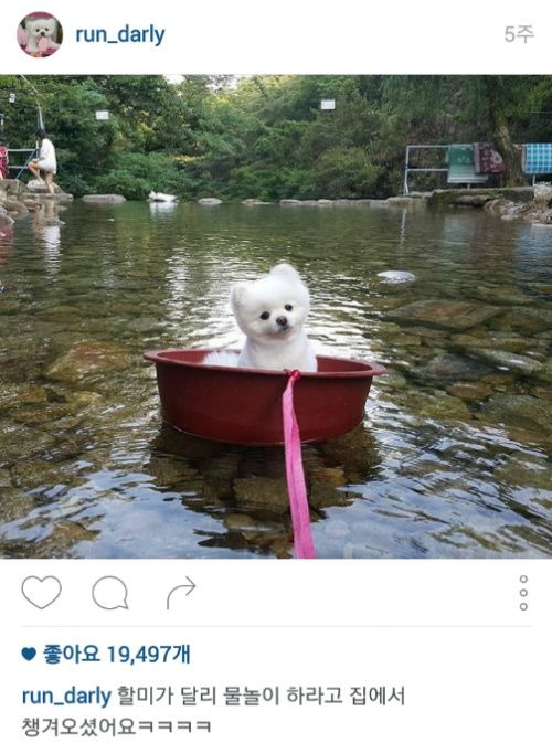 2년 가까이 소식 없는 강아지 달리.jpg | 인스티즈