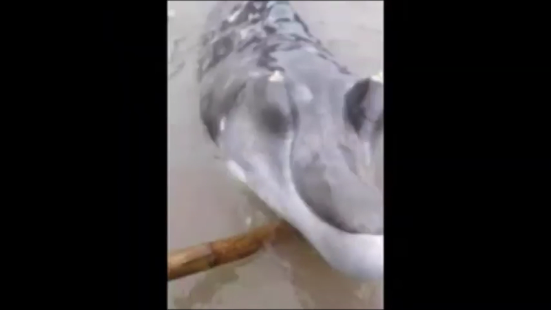 세계각국의 크립티드 영상 모음 | 인스티즈