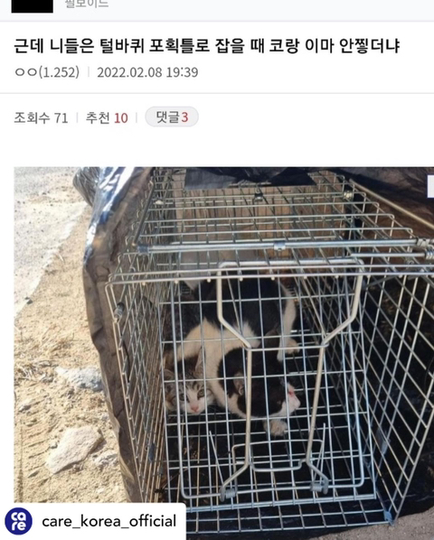 (심약자사진,영상주의) 살아있는 고양이 가두고 태우는 디씨인사이드 갤러리 | 인스티즈