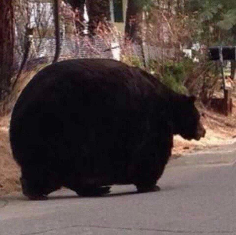 겨울잠 이미지