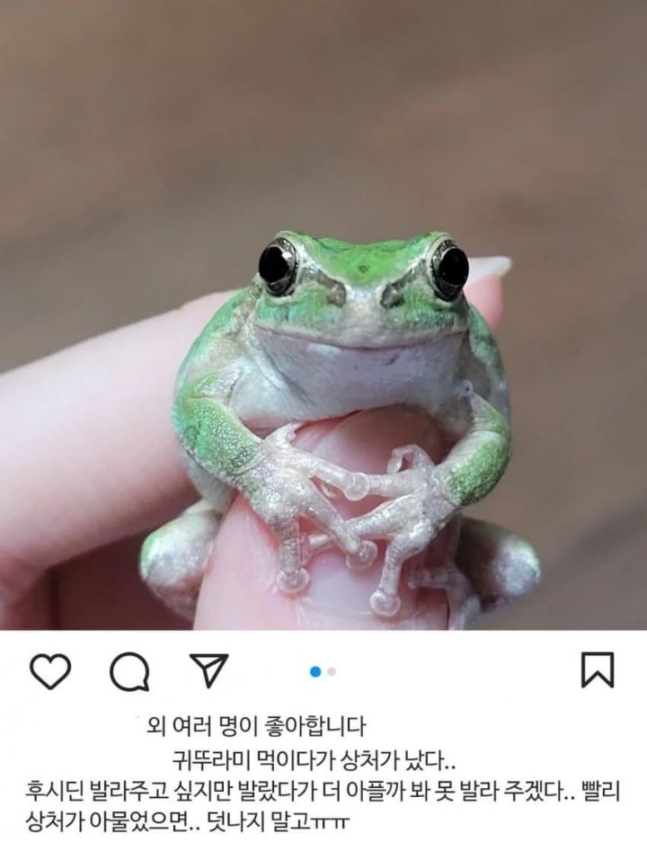 샤인머스캣에서 청개구리가 나왔습니다 | 인스티즈