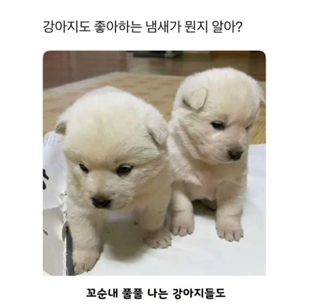 아기 강아지들도 좋아하는것 | 인스티즈