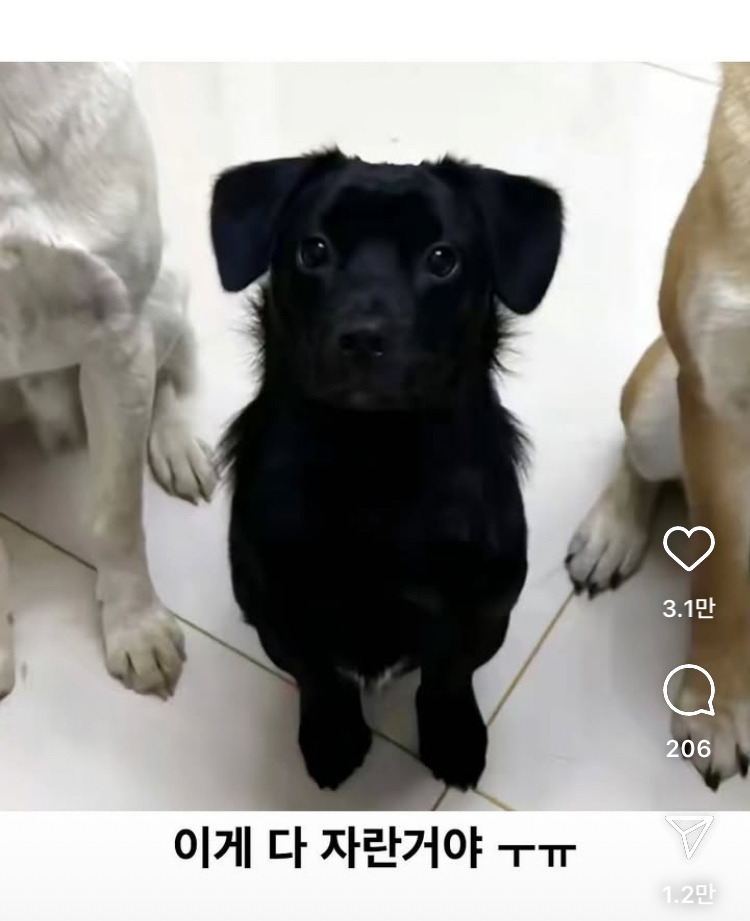 가운데 강아지가 제일 커질줄 알았음 | 인스티즈