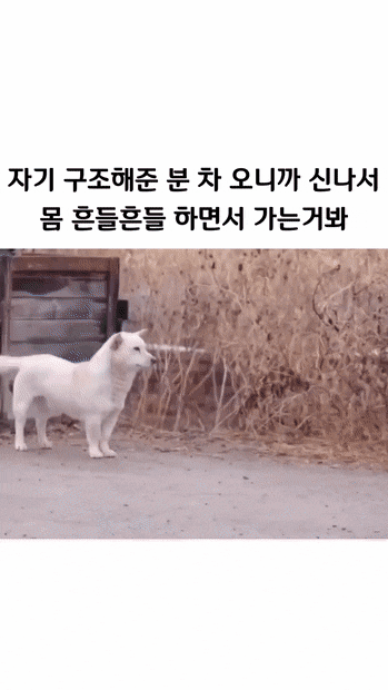 댕댕이가 기분 좋을때 걷는 포즈 | 인스티즈