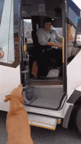 작은 주인 마중 나온 강아지.GIF | 인스티즈