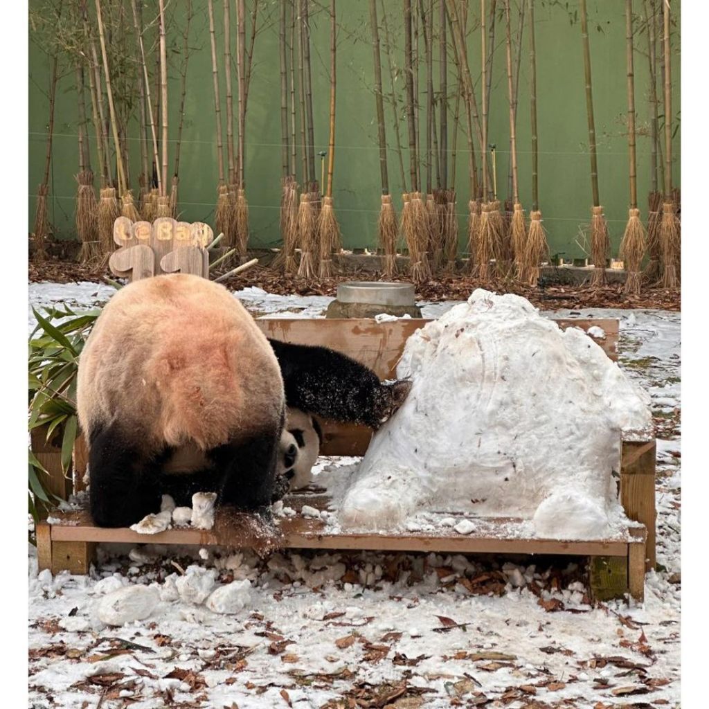 러바오는 나야 둘이 될 순 없어 | 인스티즈