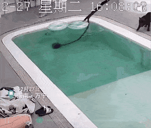 수영장에 떨어져서 못 나오는 강아지를 구출하자 벌어진 일 | 인스티즈