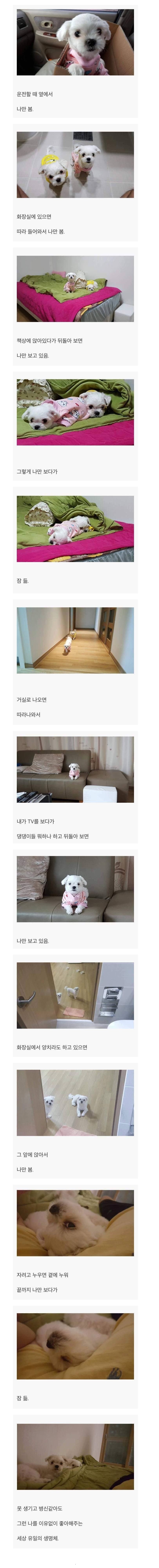 댕댕이 키우면 생기는 일.jpg | 인스티즈