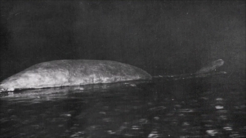 세계각국의 크립티드 영상 모음 | 인스티즈