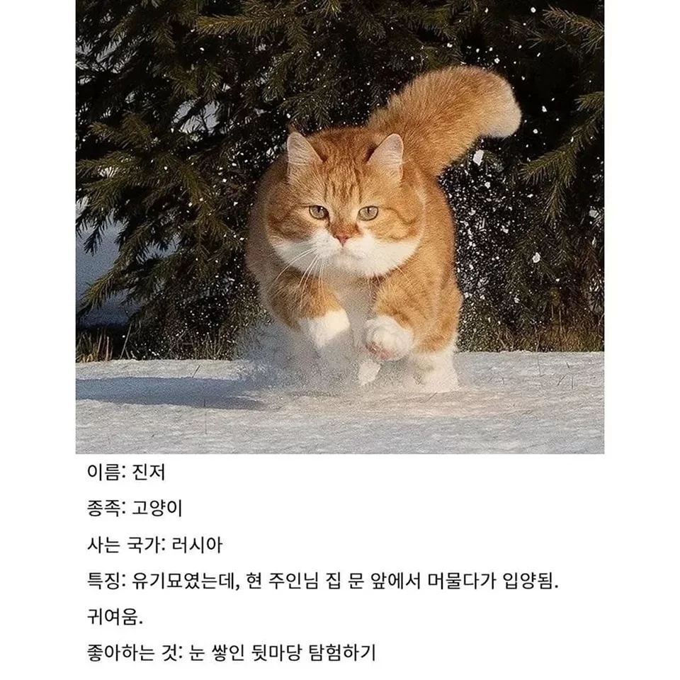 러시아의 셀럽 고양이 | 인스티즈