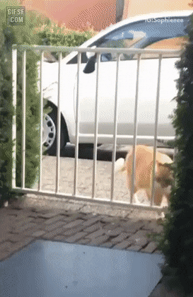 울타리 넘는 허스키.gif | 인스티즈