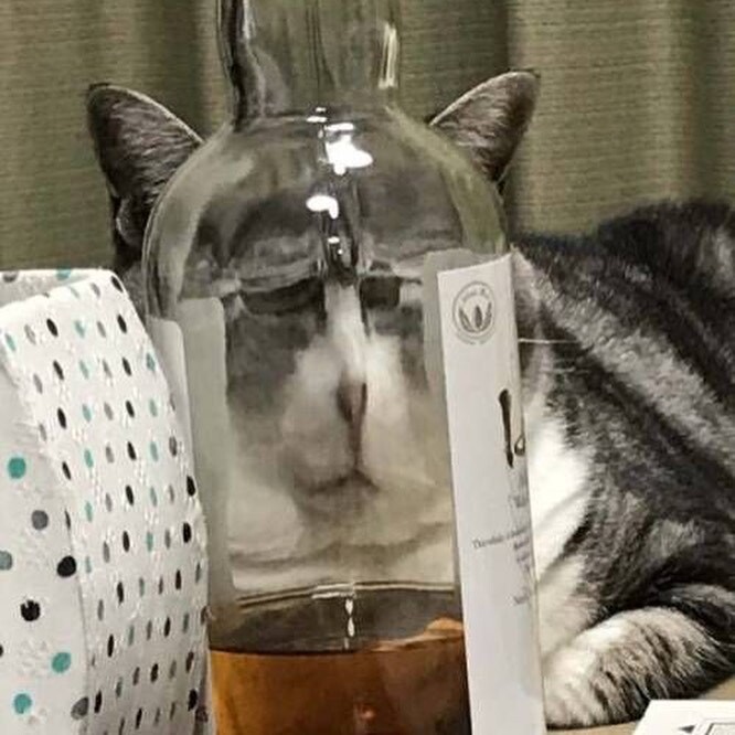 고양이는 굴곡진 유리를 통해서 봐야한다 | 인스티즈