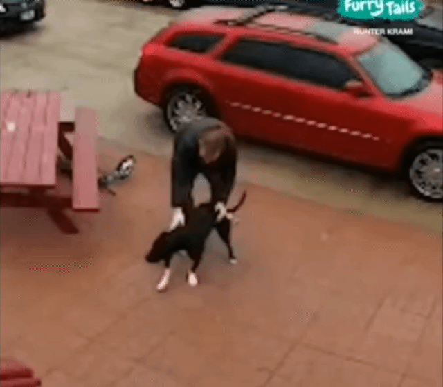 강아지와 빙판길을 올라가는 방법 | 인스티즈