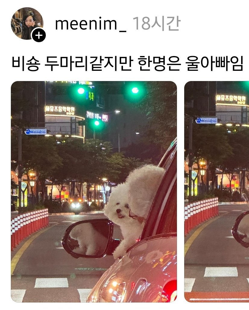 비숑 두 마리? | 인스티즈