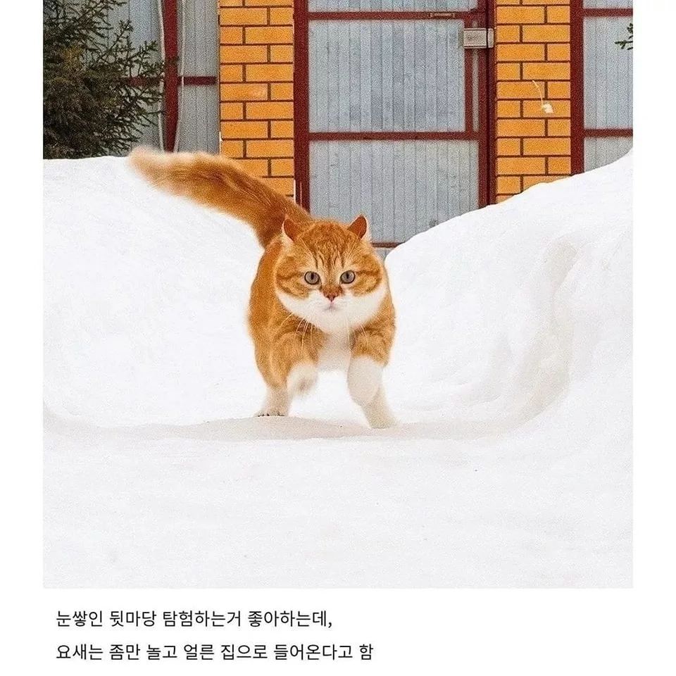 러시아의 셀럽 고양이 | 인스티즈