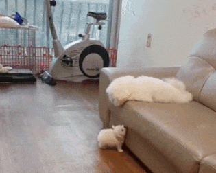 쇼파에 오르려는 강아지.gif | 인스티즈