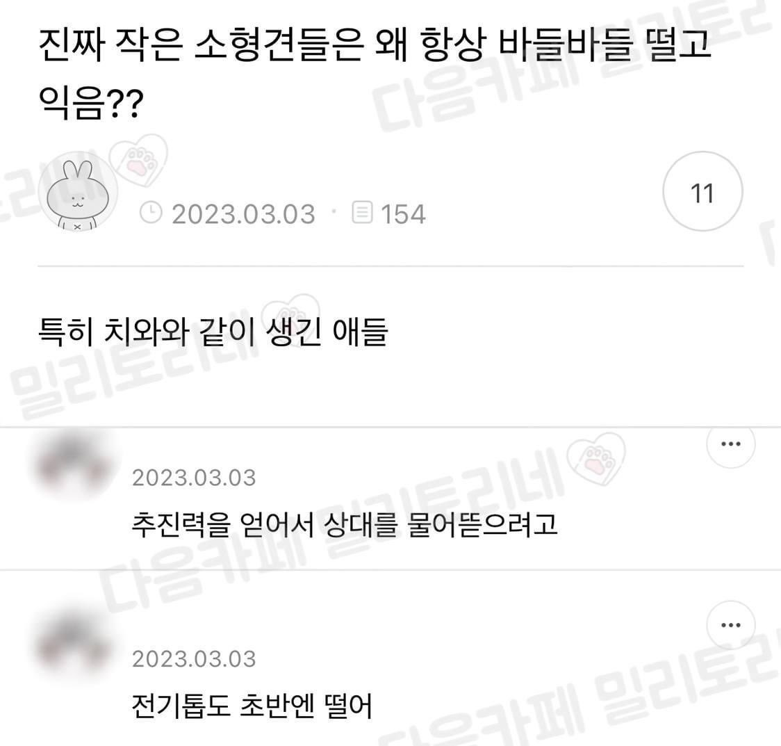 소형견들이 항상 바들바들 떨고있는 이유.img | 인스티즈