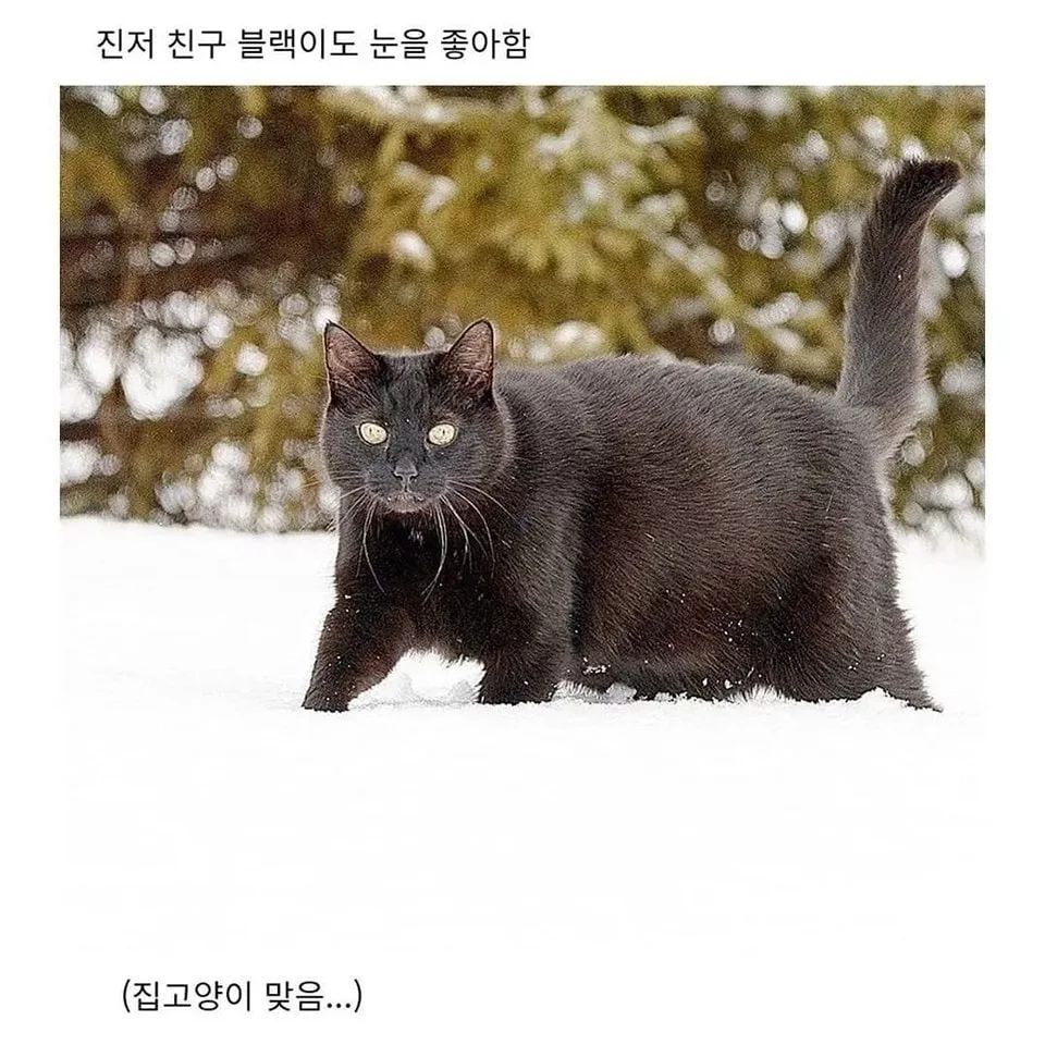 러시아의 셀럽 고양이 | 인스티즈