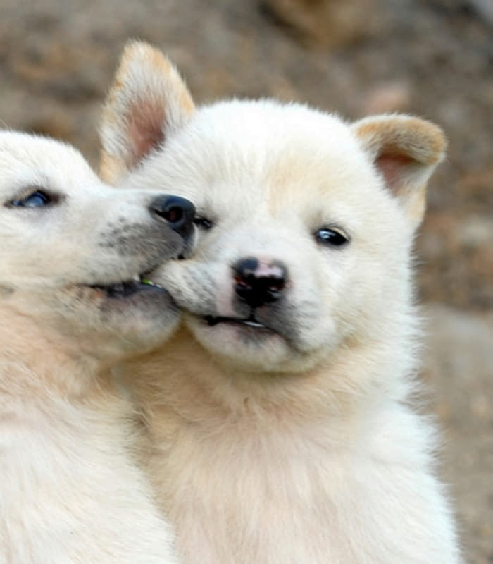 사이다를 포기하고 기꺼이 받은 강아지 사진.jpg | 인스티즈