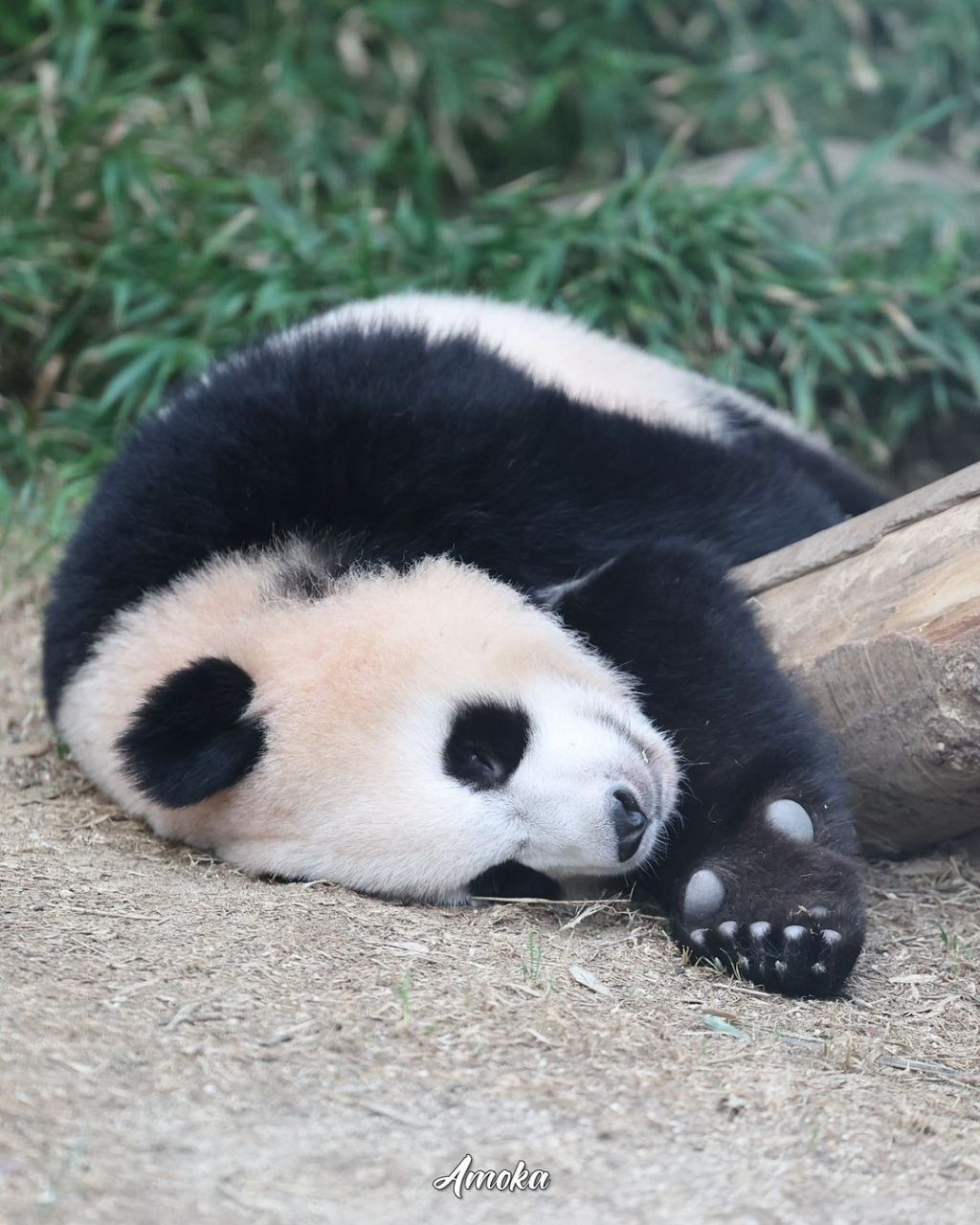 루숙자 루이바오🐼 | 인스티즈