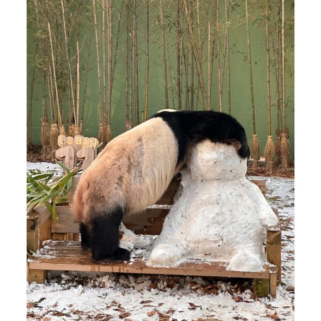 러바오는 나야 둘이 될 순 없어 | 인스티즈