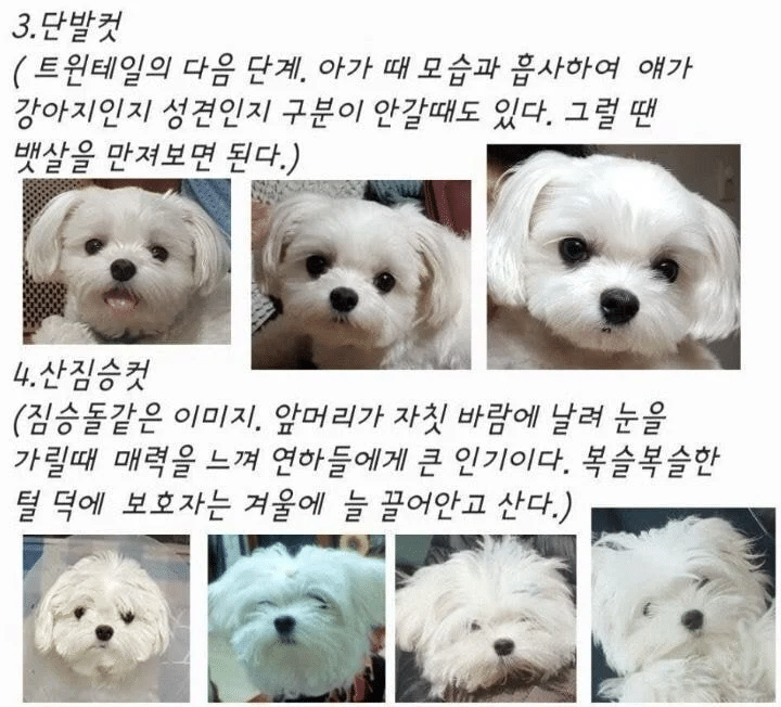 말티즈 헤어컷 종류 | 인스티즈