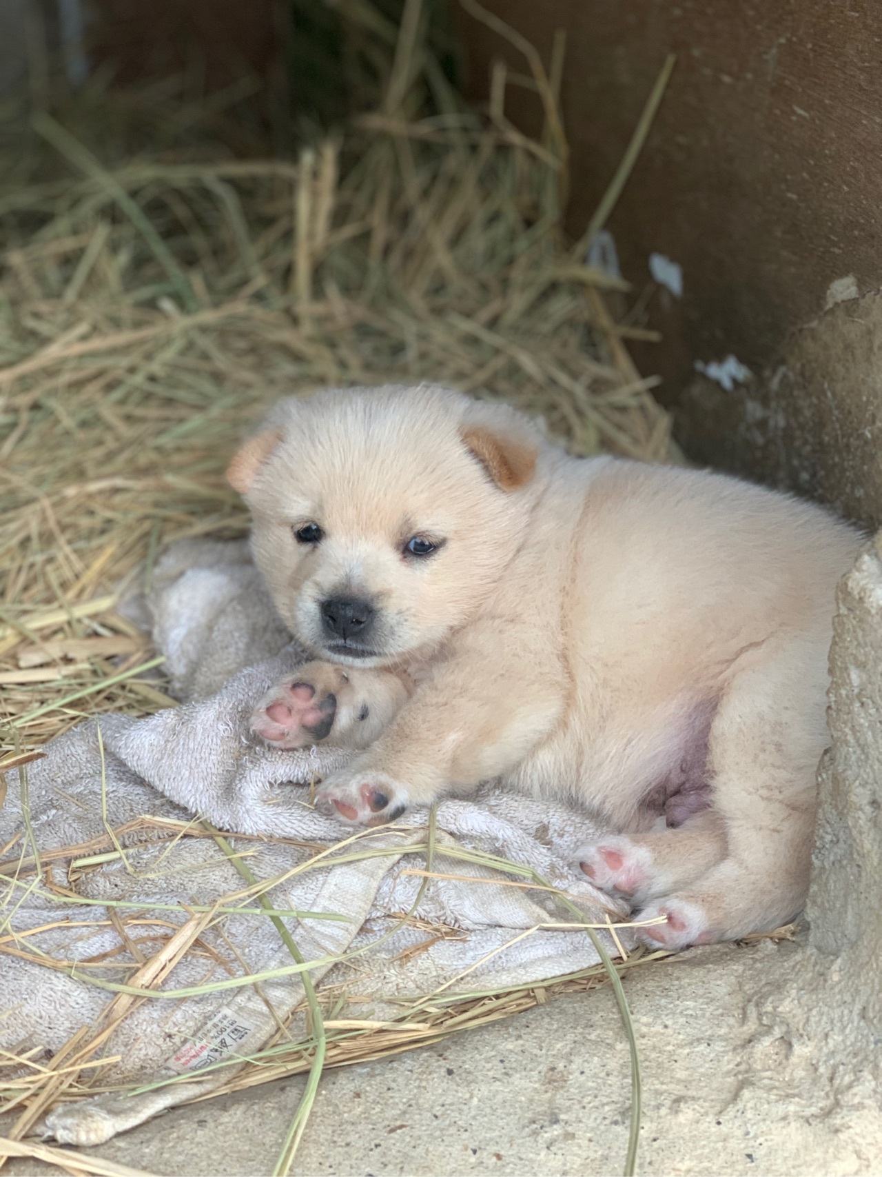 잠드는 강아지.jpg | 인스티즈