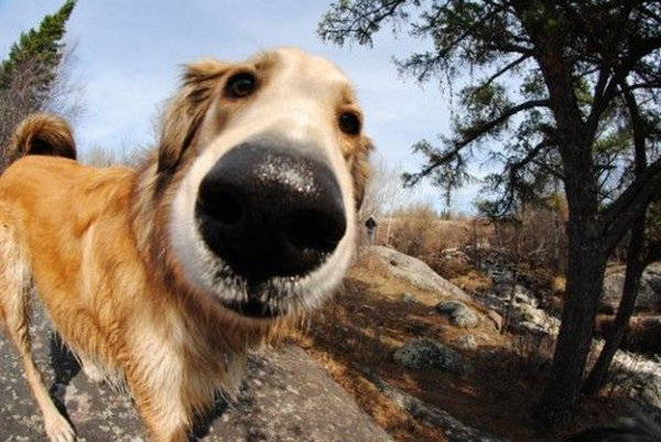 댕댕이들 코봉이가 되는 마법 | 인스티즈