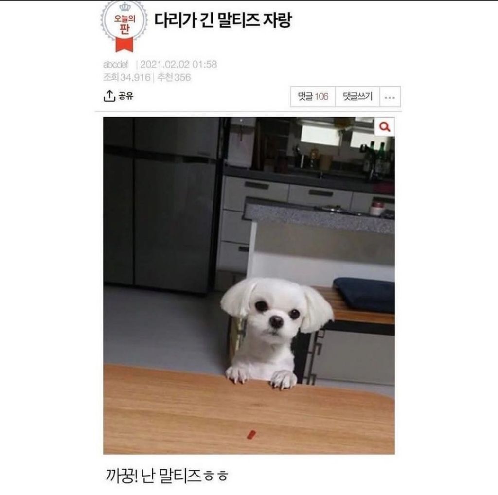 말티즈 다리가 길어봐야 얼마나 길겠어 | 인스티즈
