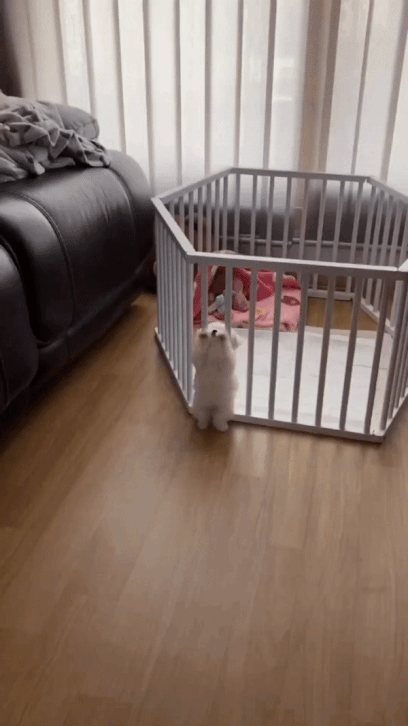 딱 걸린 강아지.gif | 인스티즈